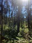 Vende-se terreno florestal