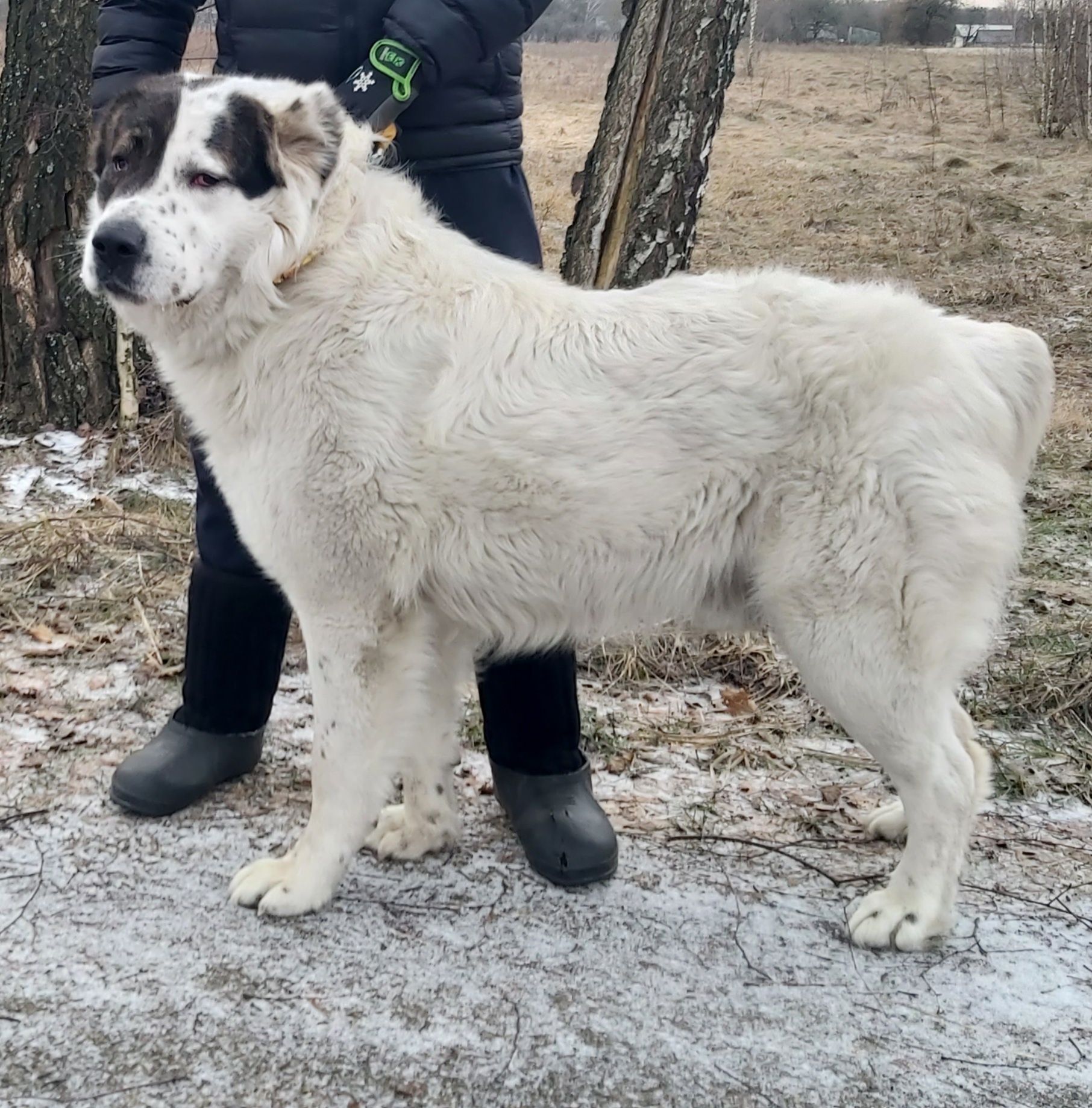 Алабай кабель вязка