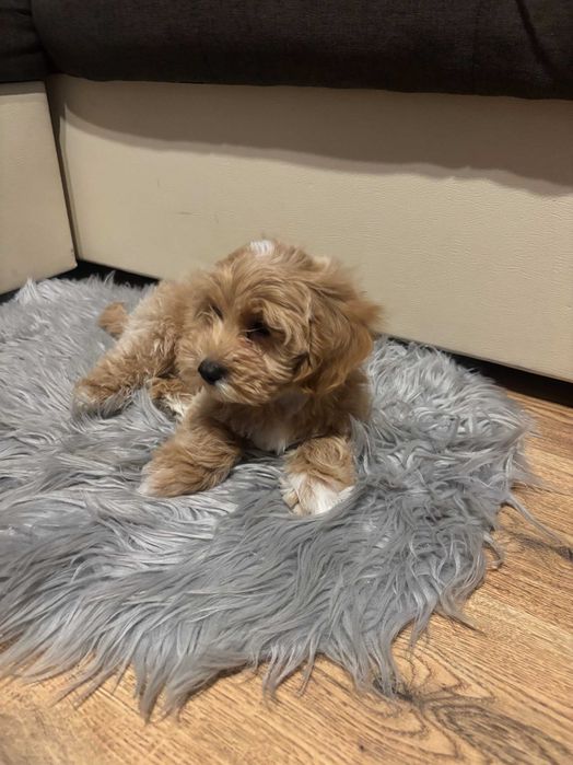Śliczny piesek rasy Maltipoo