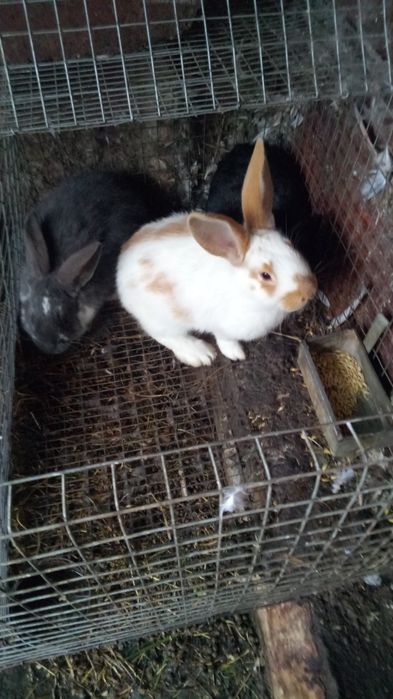 Продам молоді кролички