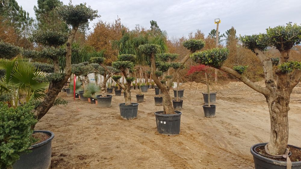 Oliveiras coqueiros palmeiras