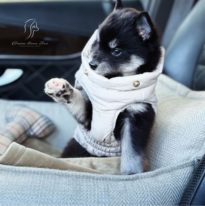 Pomsky ( Mini Husky )
