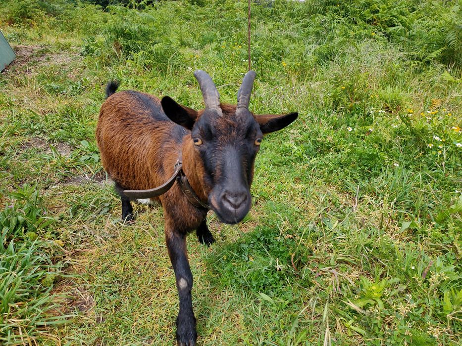 Cabras anãs (macho e fêmea)