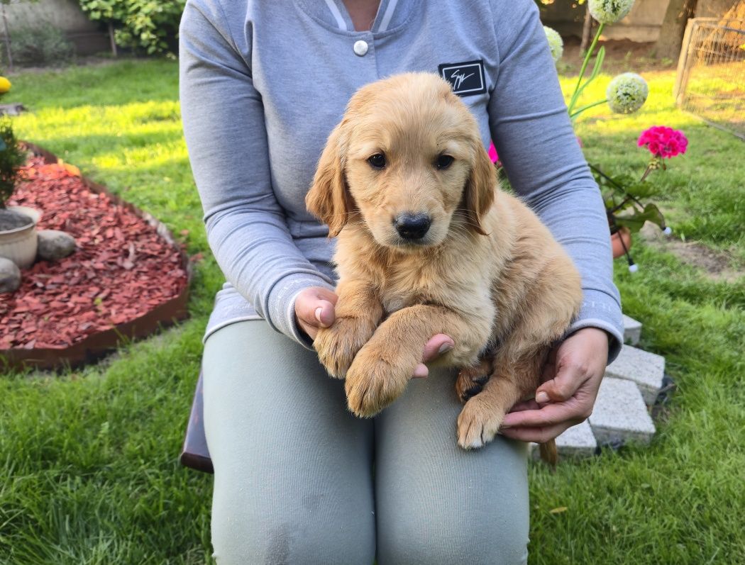 Golden Retriever szczeniak