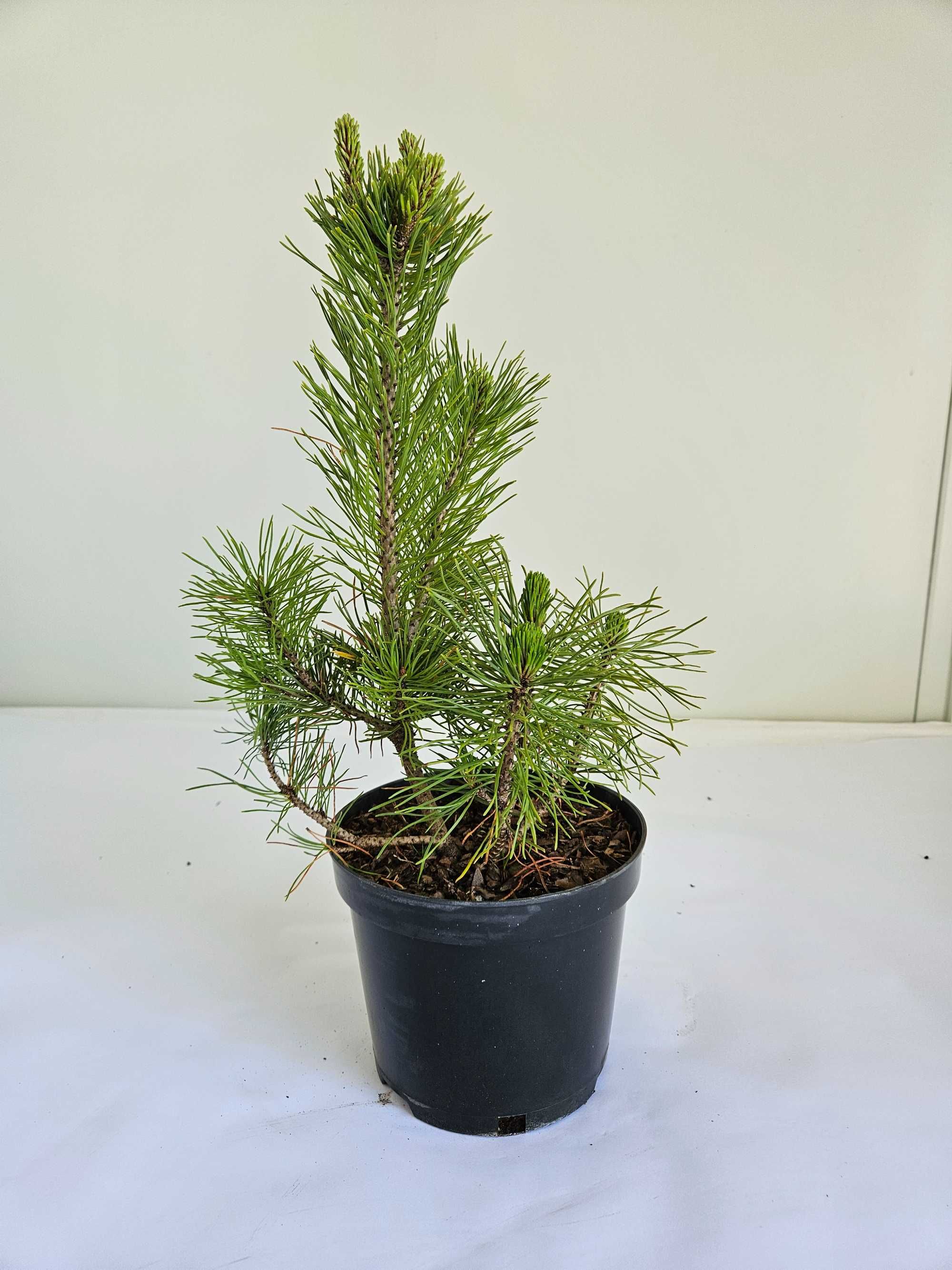 Kosodrzewina 'Pumilio' (Pinus mugo 'Pumilio')