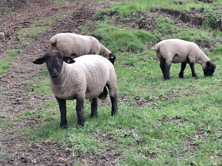 Suffolk Macho (Puro)