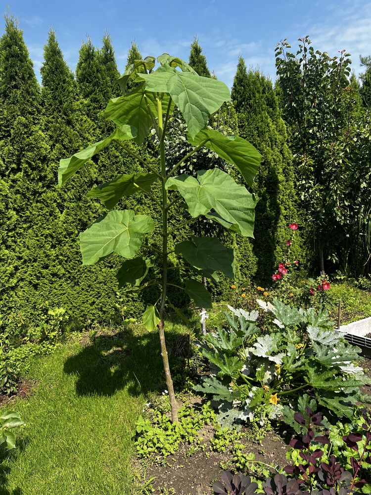 Paulownia drzewo sadzonka paulownie najszybciej rosnące drzewa