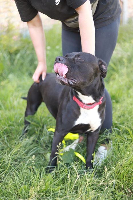 Maxim - prezencja, charakter i klasa sama w sobie :-)