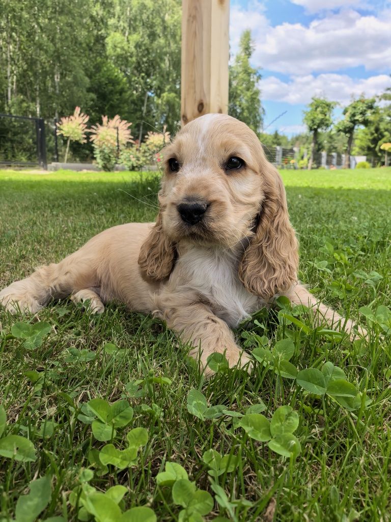 Ostatni piesek  cocker spaniel