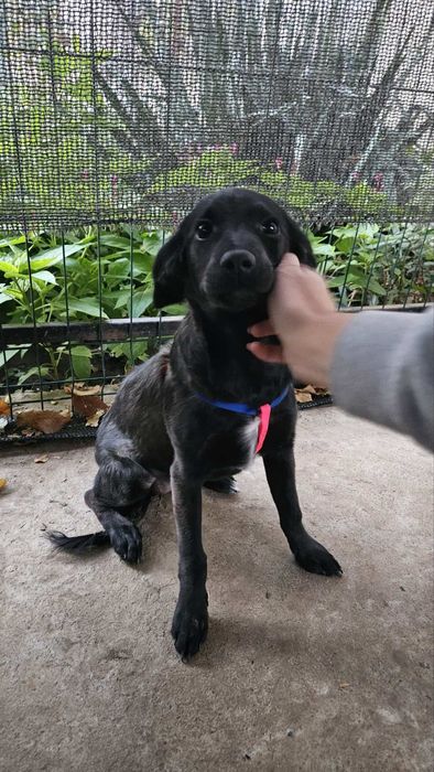 Дівчинка, метис спаніелю.шукає родину