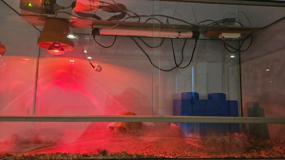 Wąż zbożowy z terrarium