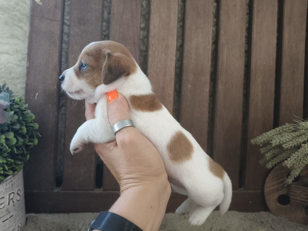 Jack Russel Terrier macho