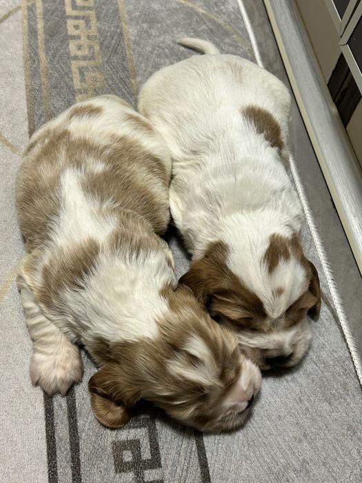 Suczka Cocker Spaniel Angielski do rezerwacji