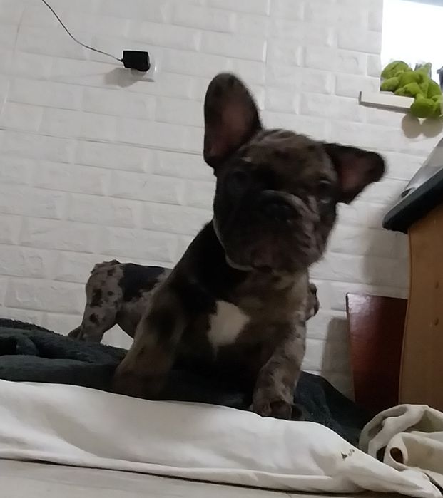 Мальчик французский бульдог