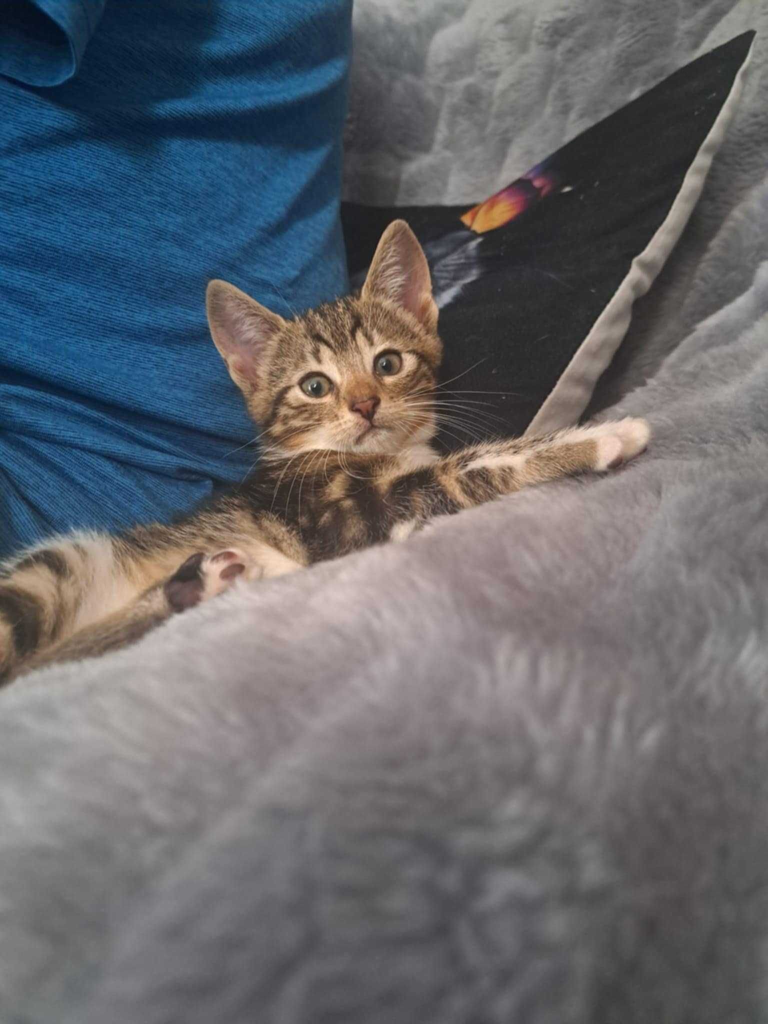 Mati ślicznie pręgowany kocurek do adopcji