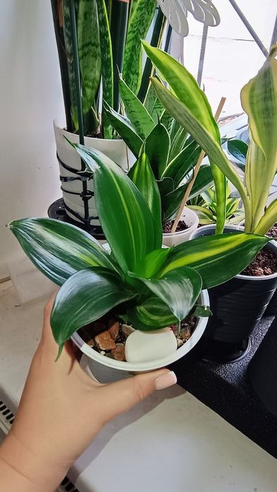 Сансевиерия Ханни "Green Mould"  var.