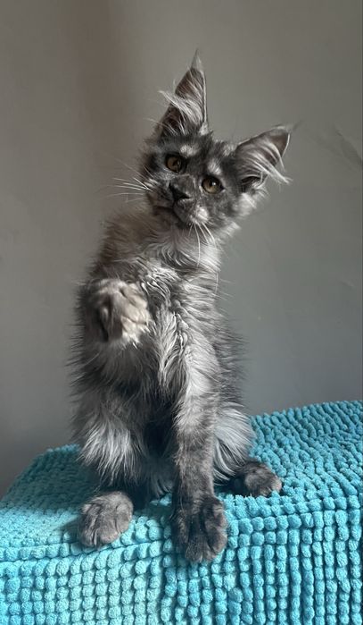 Котята Мейн кун , питомник !