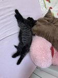 Отдам кошечку в добрые руки