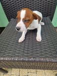 Jack russell terrier aktualne