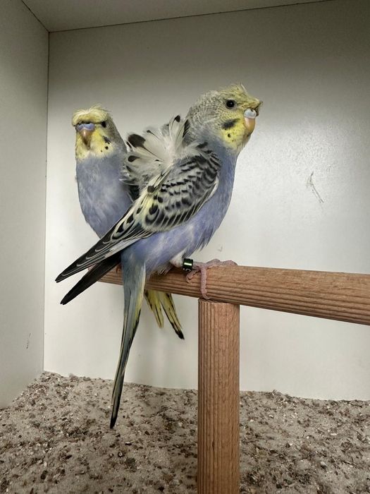 Periquitos haganogros