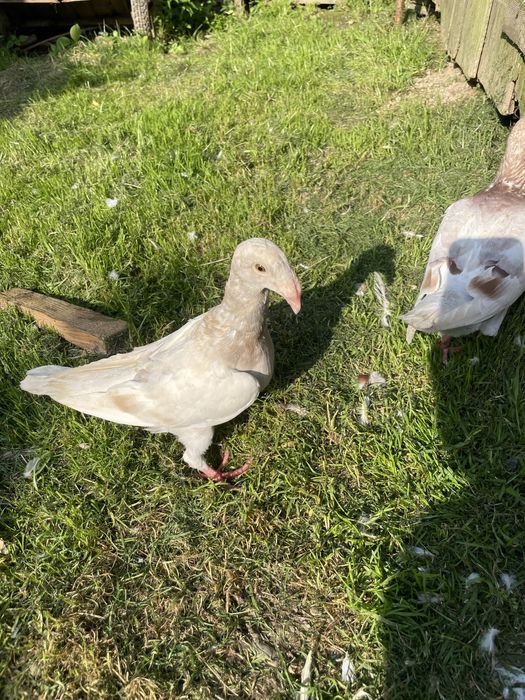 Декоративні кури