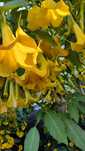 Datura * Burgumasja * wieloletnia * duże okazy * silne korzenie*