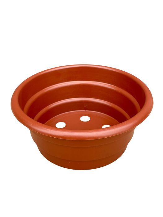 Chryzantemy  misy fi 21