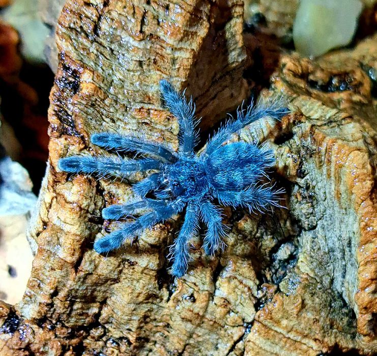Ptasznik Caribena versicolor l4/l5