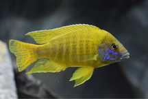 Aulonocara Baenschi Yellow 7cm - Lago Malawi