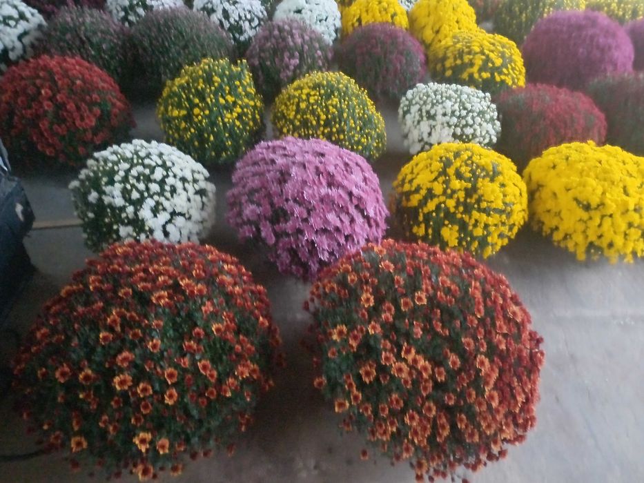 Chryzantemy drobnokwiatowe