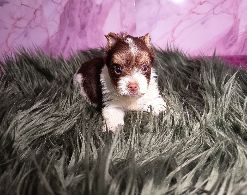 Piesek Biro Yorkshire Terrier biało-czekoladowo-złoty