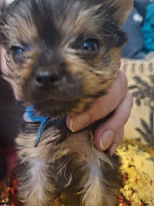 yorkshire terrier Piesek