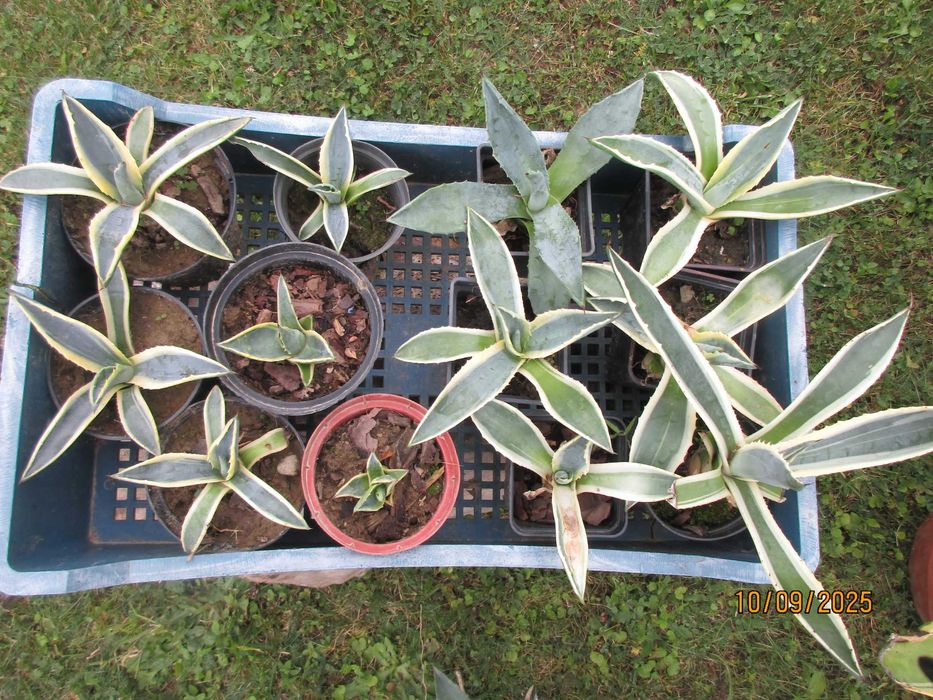 Kaktusy Agawa -  piękne -  polecam 3 rodzaje