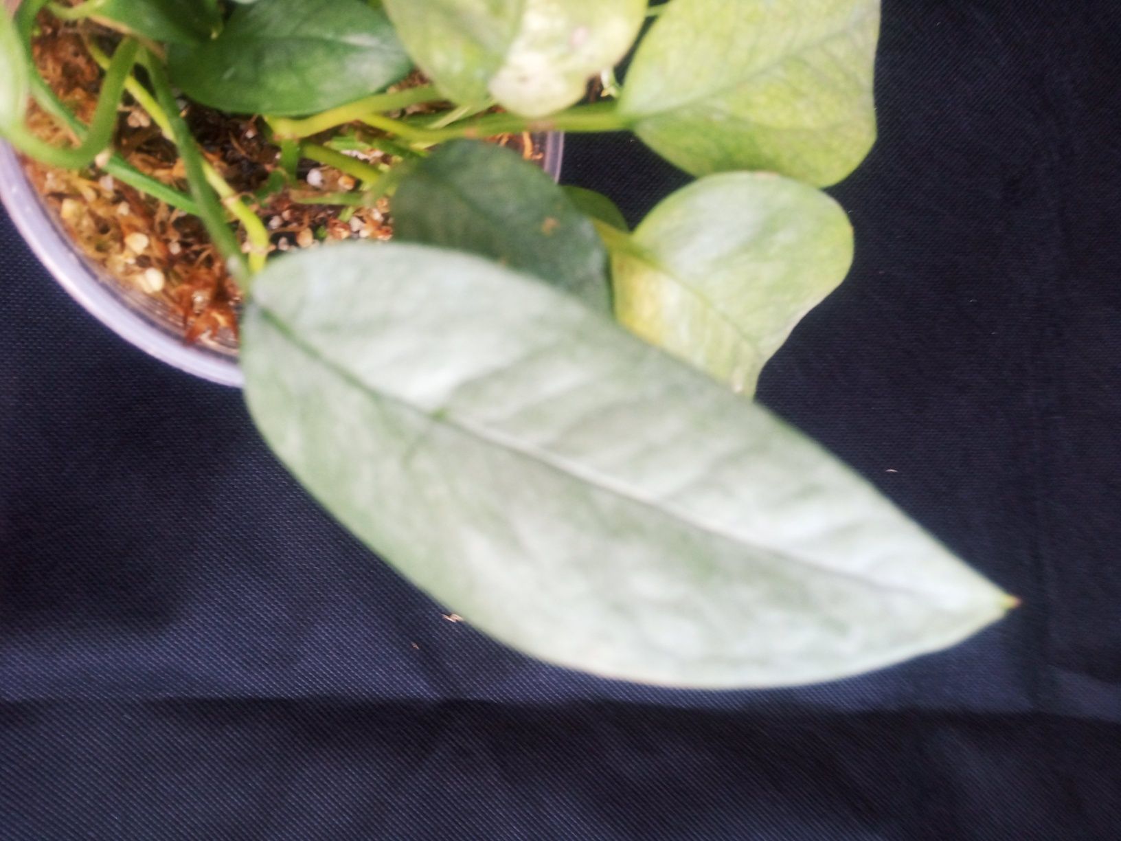 Декілька рослин в горщику Монстера silver leaf сильвер лиф сільвер