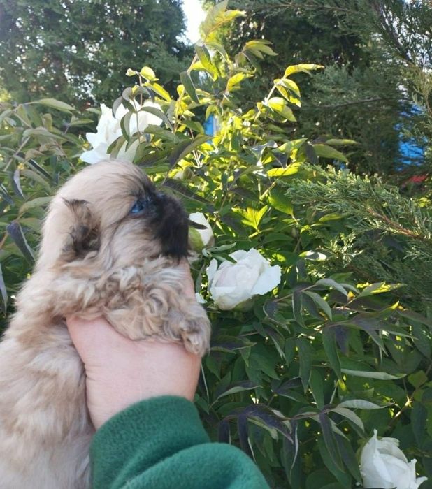 Королівські пекінеси.