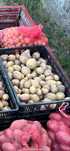 Batata Nova Variedade Picasso/Olho de Perdiz Biologica 20kg