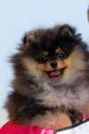 Szpic miniaturowy Pomeranian FCI ZkwP