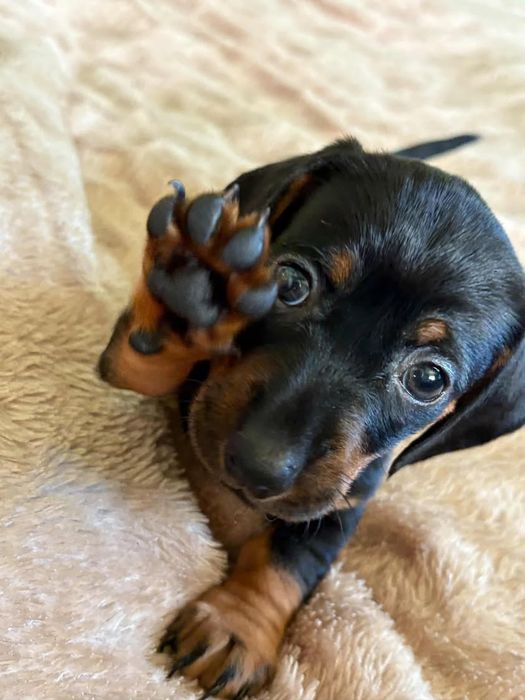 Продаються терміново щенята такси