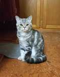 Gato British Shorthair