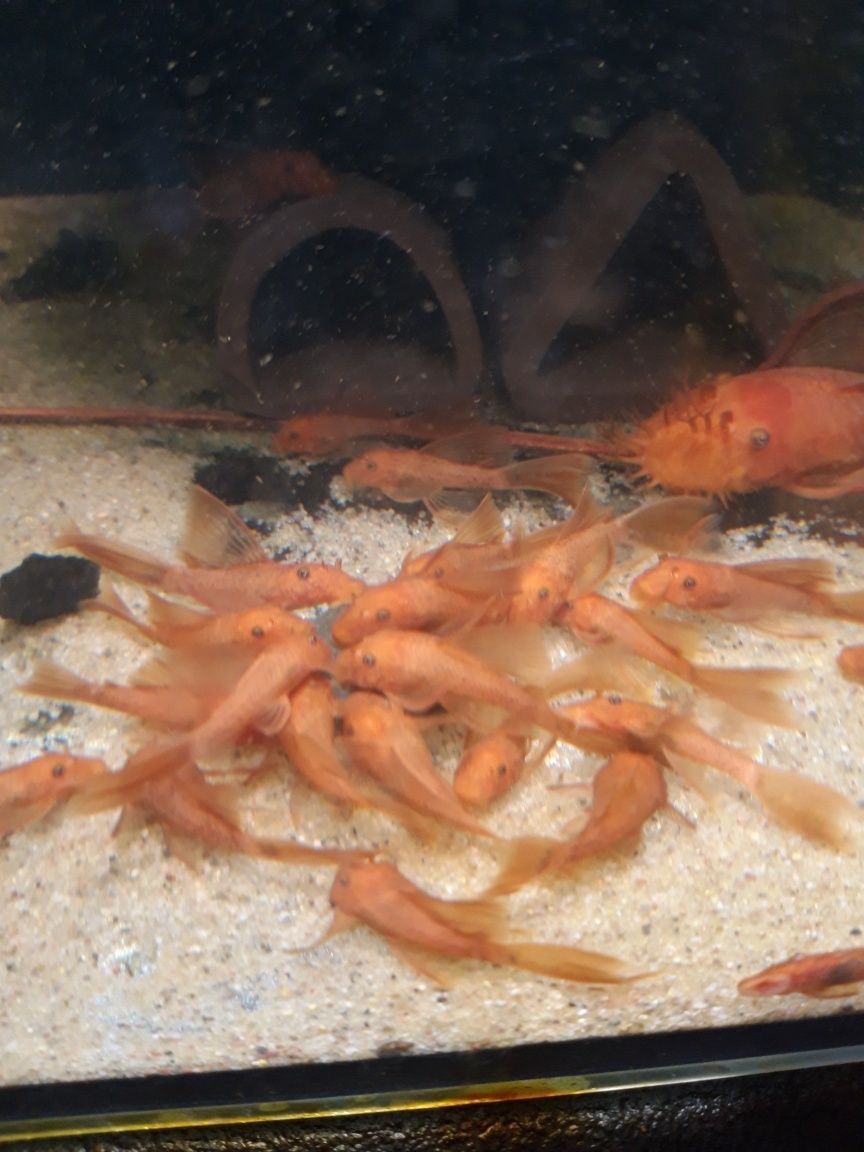 SUPER CENA  Ancistrus glonojad zbrojnik super red long fin welonowy