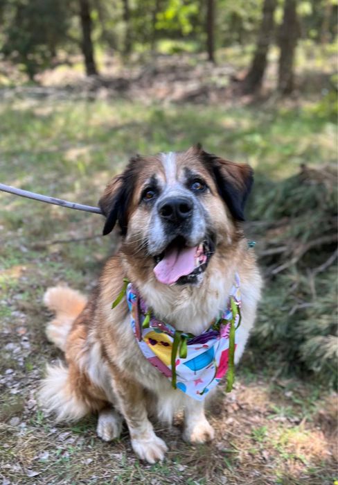 Berry w typie bernardyna szuka domu, adoptuj ze schroniska.