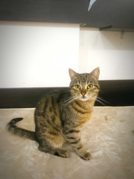 Смугастий зачекався на дім...