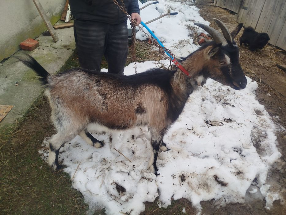 Sprzedam kozę kotną