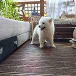 Samoyed Zkwp Fci