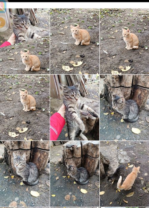 Кошенята - 2 КОТИКИ в добрі руки