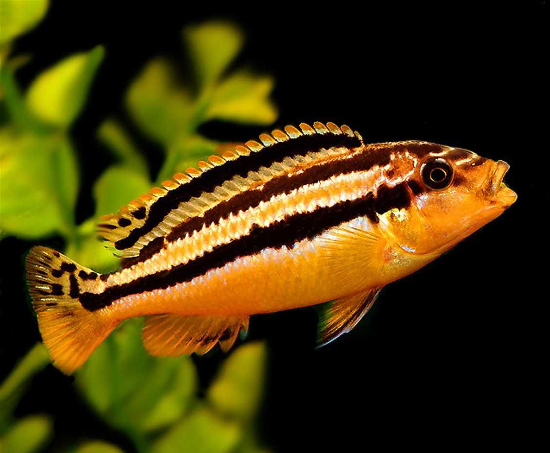 Pyszczak złocisty - Melanochromis auratus - dowóz, wysyłka
