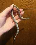 Wąż lancetogłów szaropręgi - lampropeltis alterna