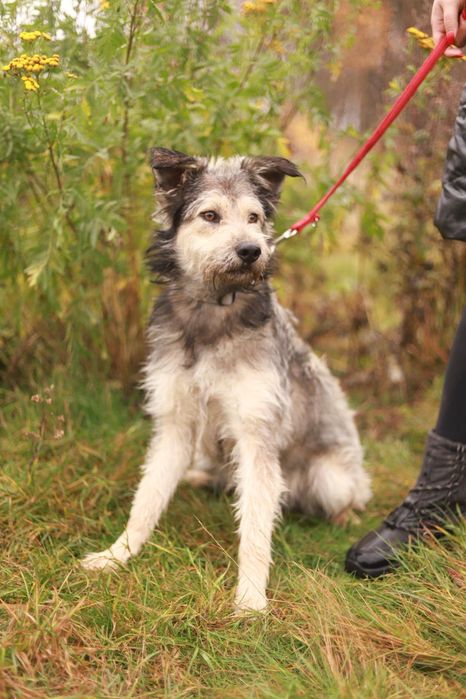 Wesoły i towarzyski pies szuka nowego domku