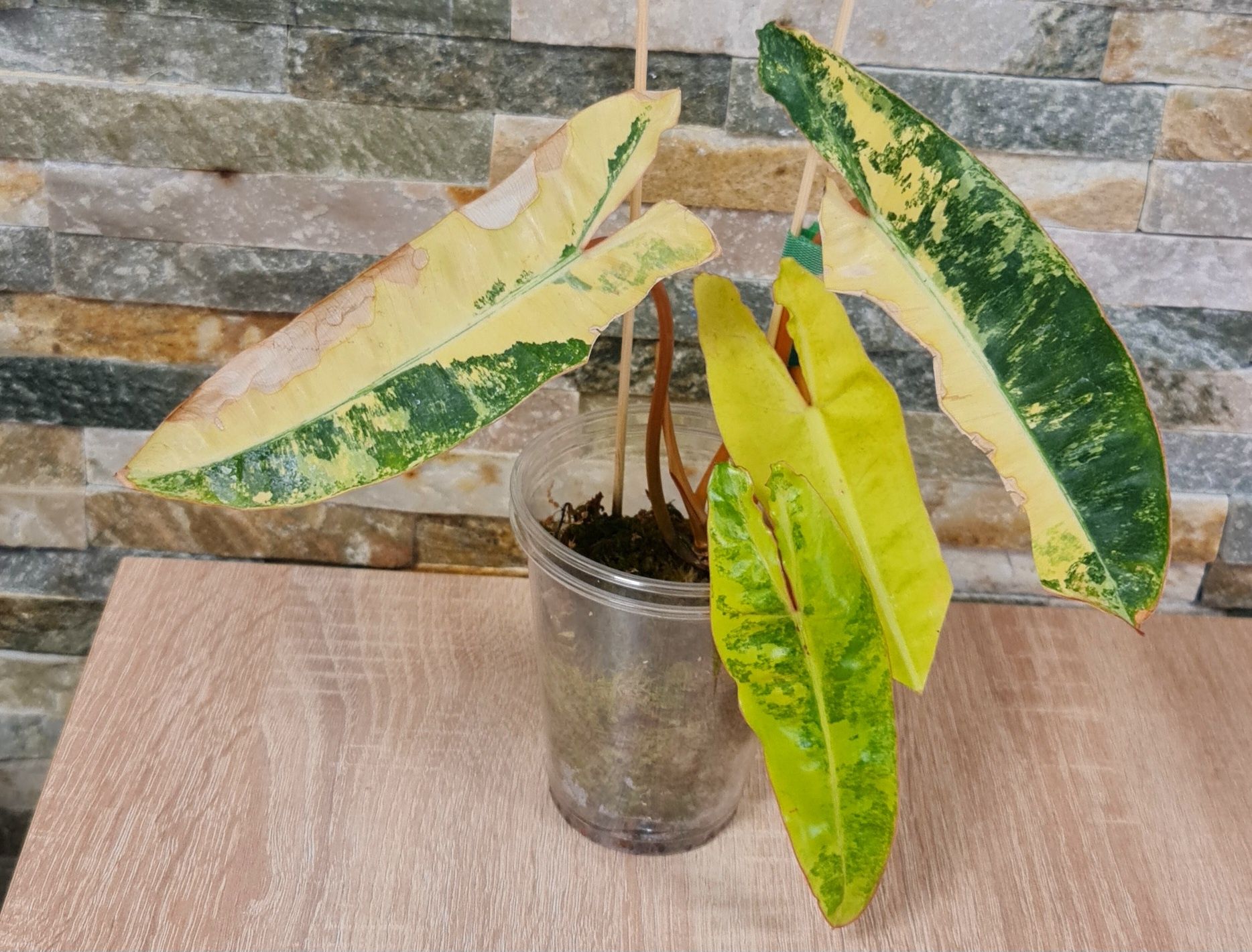 Philodendron Billietiae variegata,4 liście