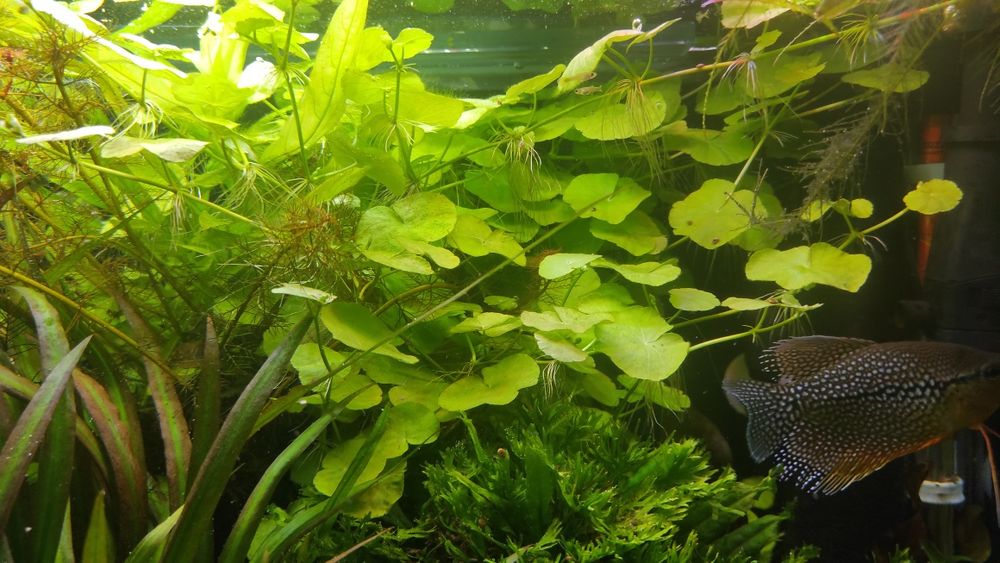 Hydrocotyle leucocephala